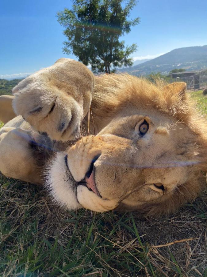 Pumbaa Wildlife Park & Accommodation Mbombela Ngoại thất bức ảnh