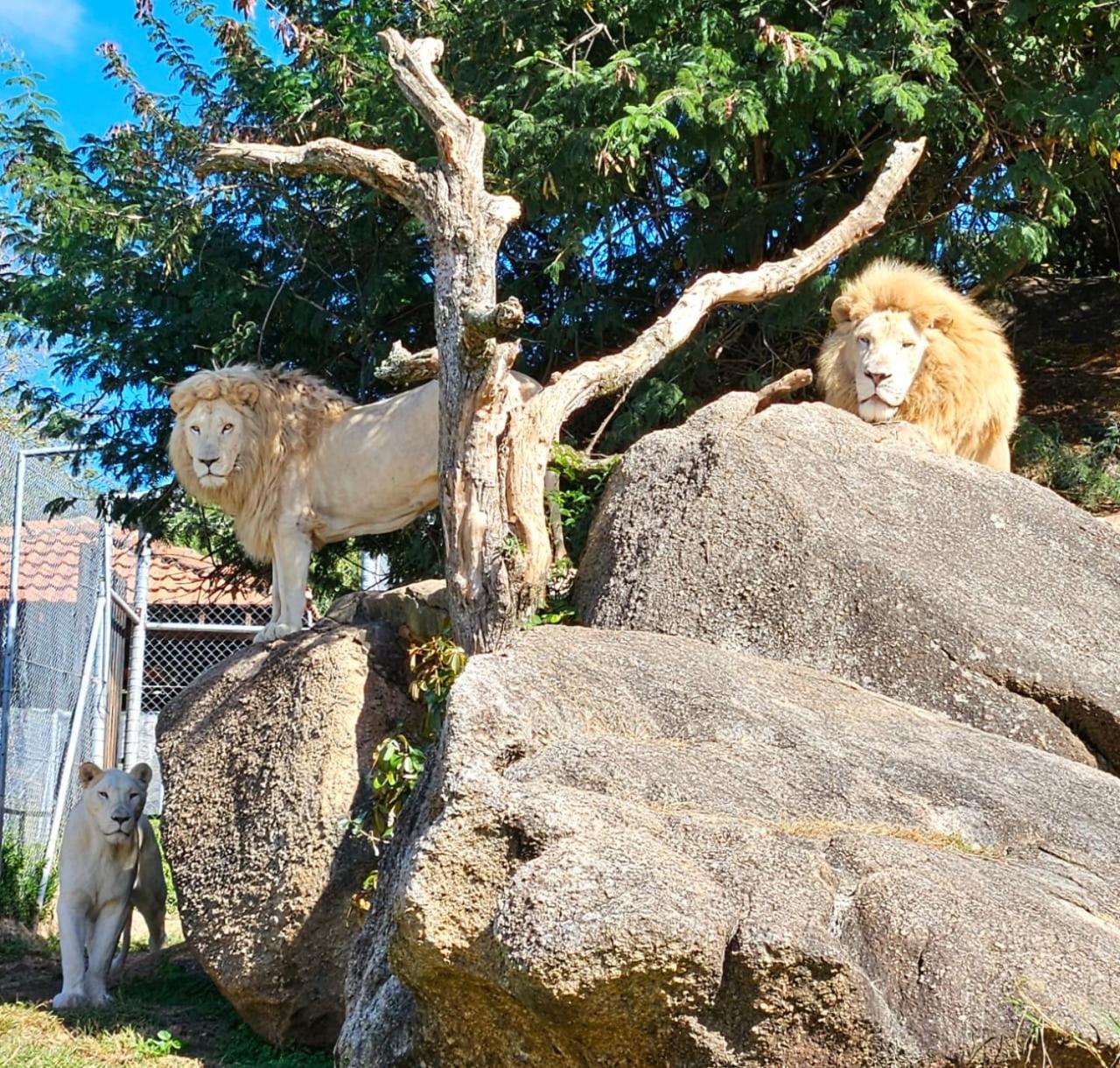 Pumbaa Wildlife Park & Accommodation Mbombela Ngoại thất bức ảnh
