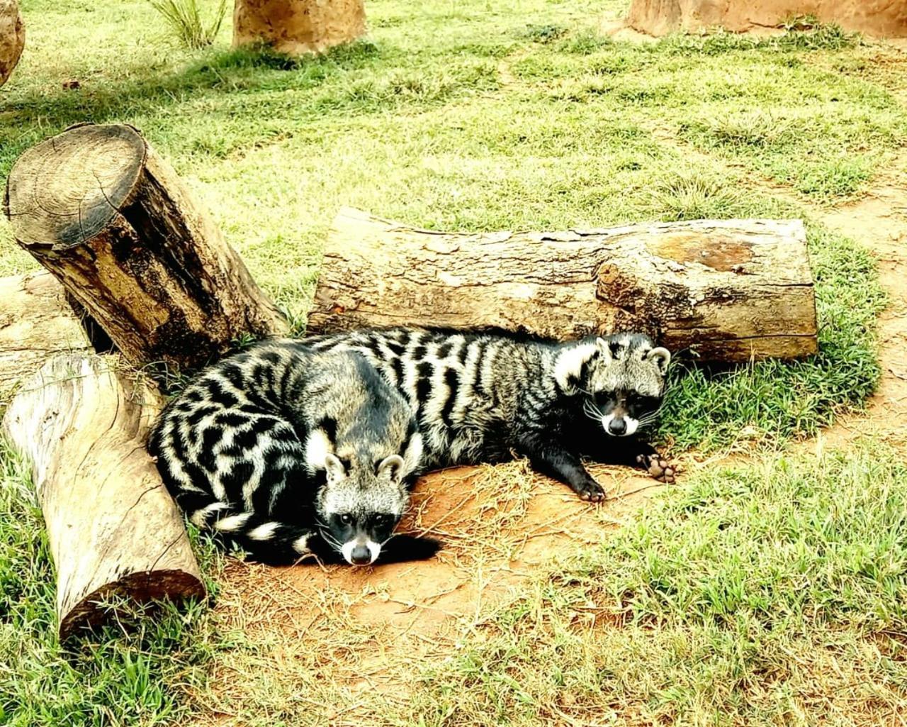 Pumbaa Wildlife Park & Accommodation Mbombela Ngoại thất bức ảnh