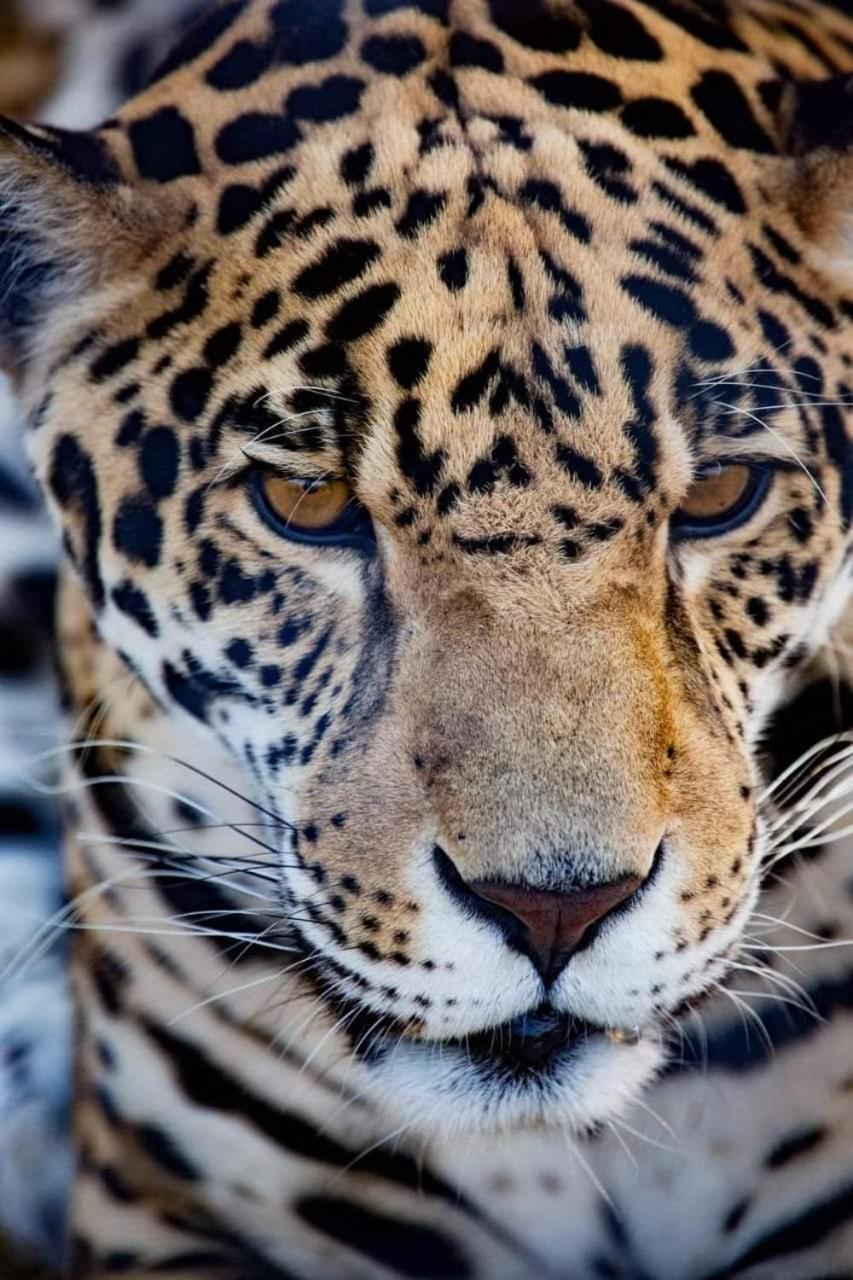 Pumbaa Wildlife Park & Accommodation Mbombela Ngoại thất bức ảnh