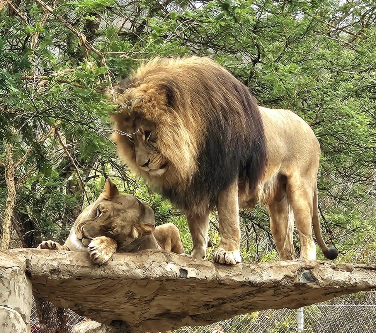 Pumbaa Wildlife Park & Accommodation Mbombela Ngoại thất bức ảnh