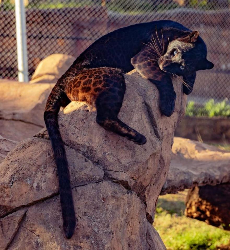 Pumbaa Wildlife Park & Accommodation Mbombela Ngoại thất bức ảnh