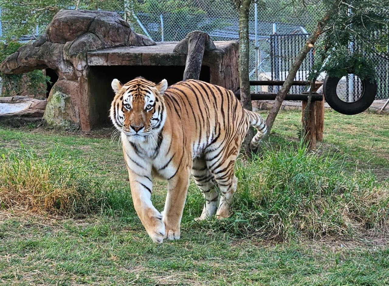 Pumbaa Wildlife Park & Accommodation Mbombela Ngoại thất bức ảnh