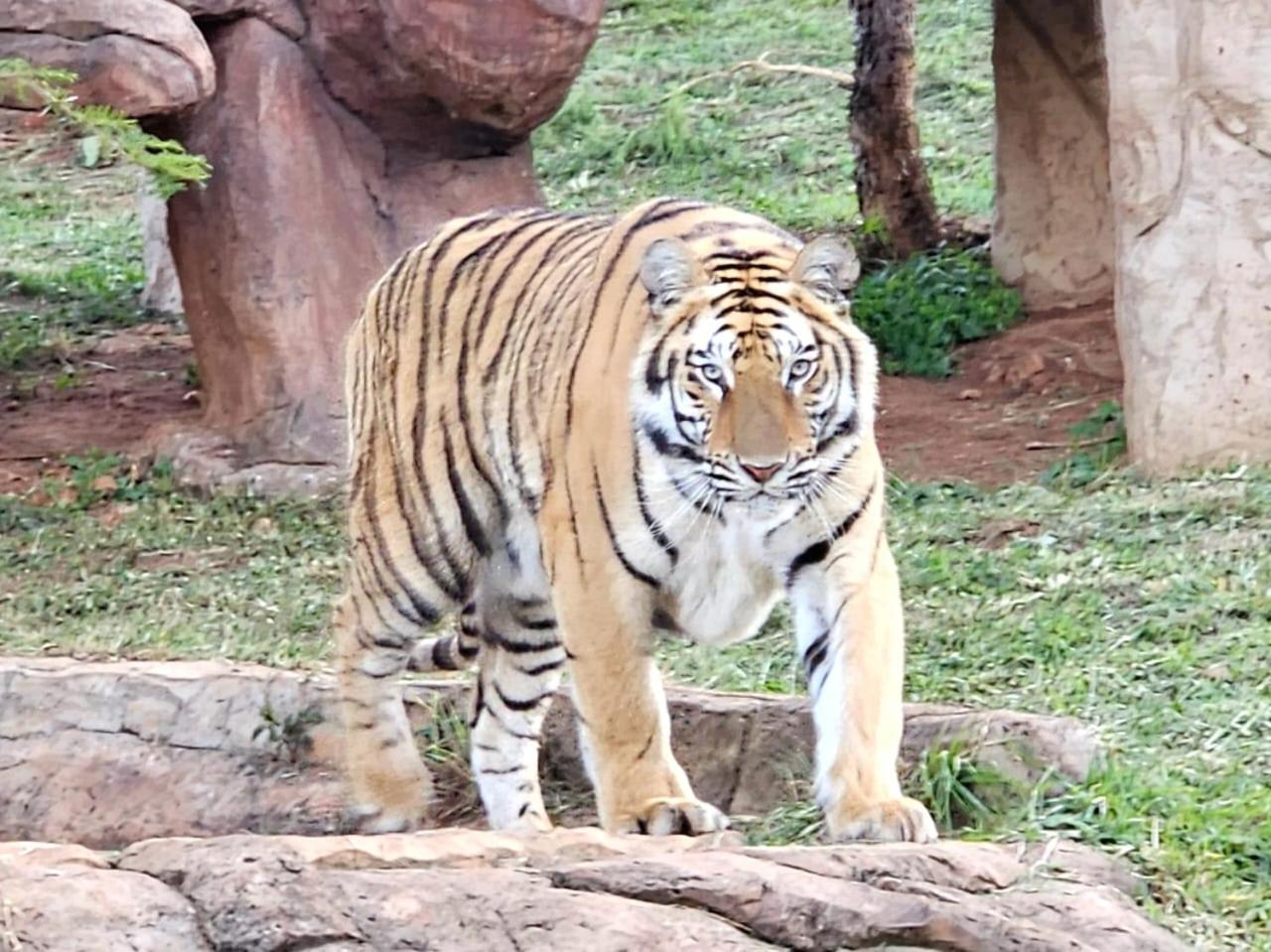 Pumbaa Wildlife Park & Accommodation Mbombela Ngoại thất bức ảnh